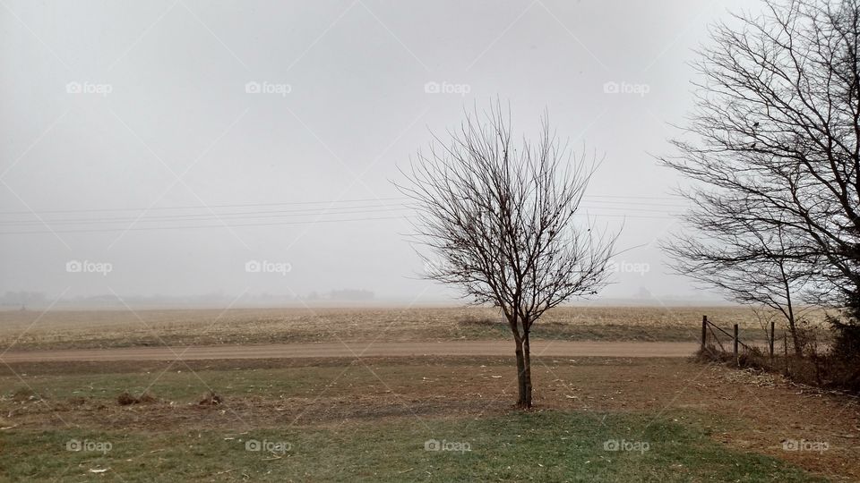 Landscape, Fog, No Person, Tree, Dawn