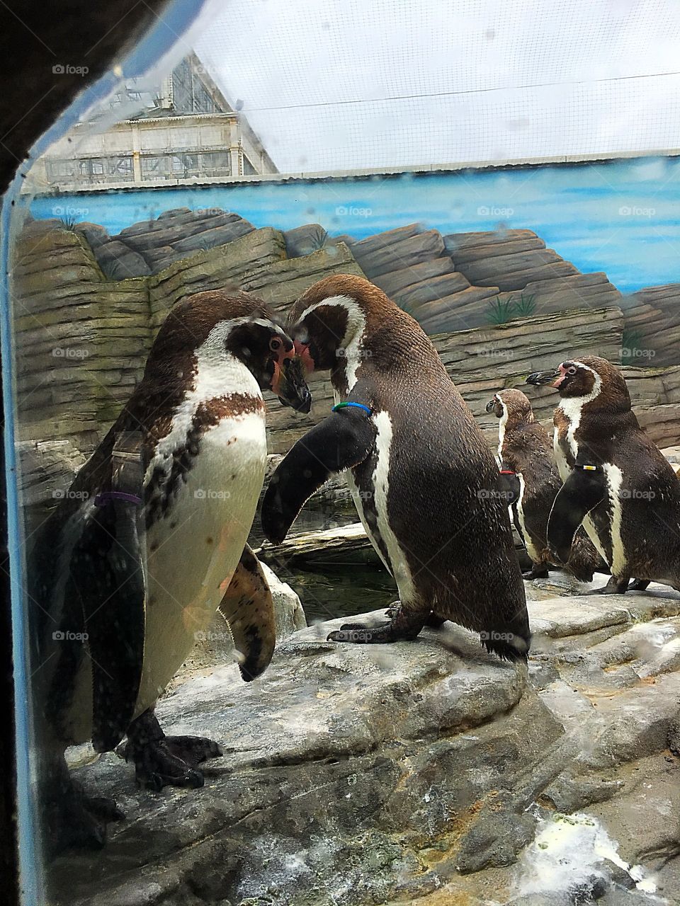 Loving penguins 