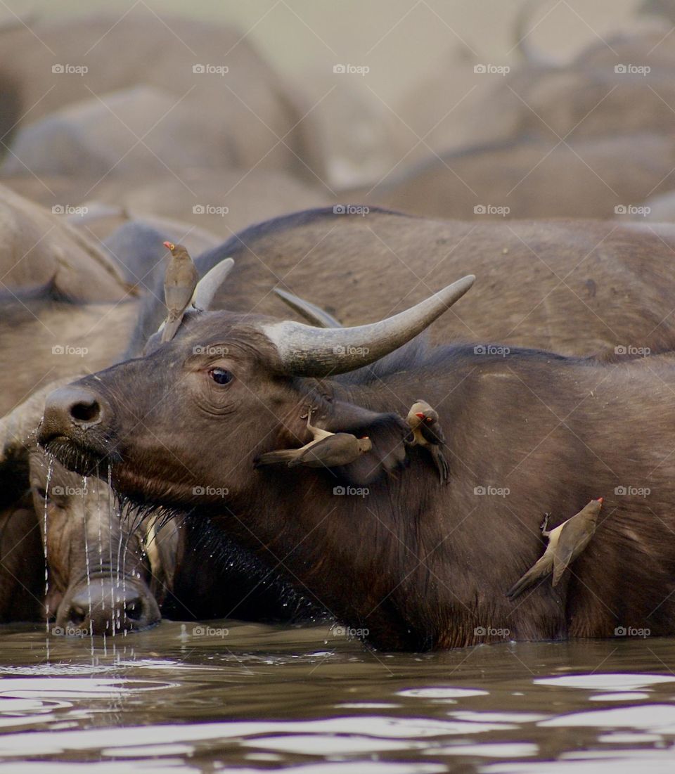 A baby buffalo drinking at the water hole in Kavinga 