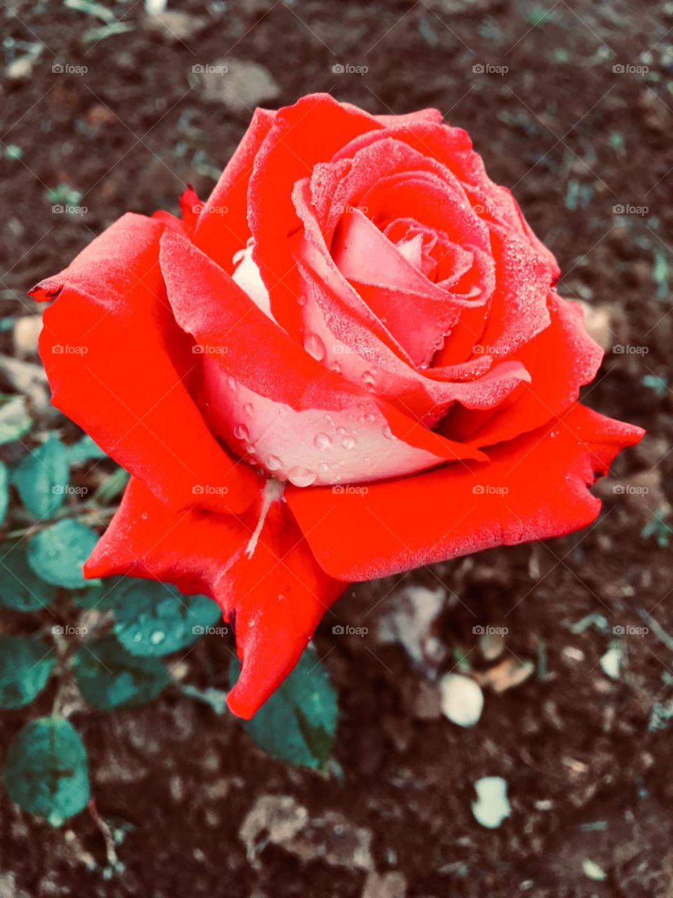 🌹 🇺🇸 Very beautiful flowers to brighten our day.  Live nature and its beauty. Did you like the delicate petals? / 🇧🇷 Flores muito bonitas para alegrar nosso dia. Viva a natureza e sua beleza. Gostaram das pétalas delicadas? 