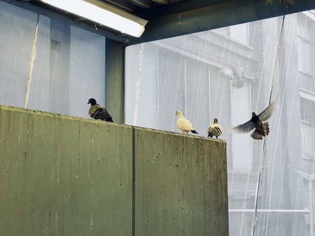 Pigeons are trapped in the exit of subway under renovation process. I’m thinking how to make them free…