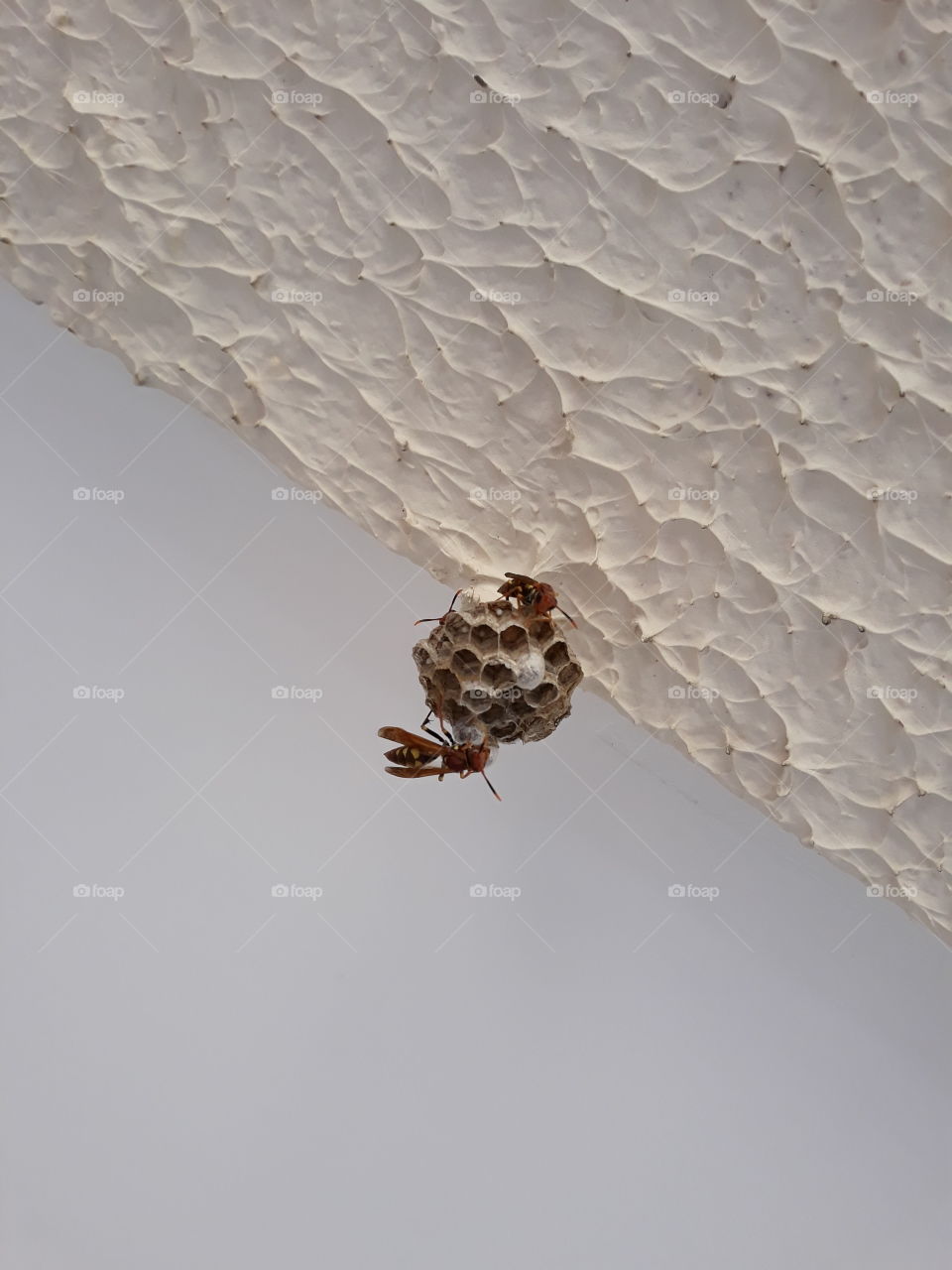 “If the bee disappeared off the face of the Earth, man would only have four years left to live.”