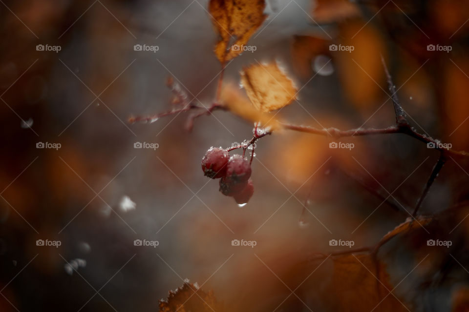 Autumn hawthorn berries macro photo