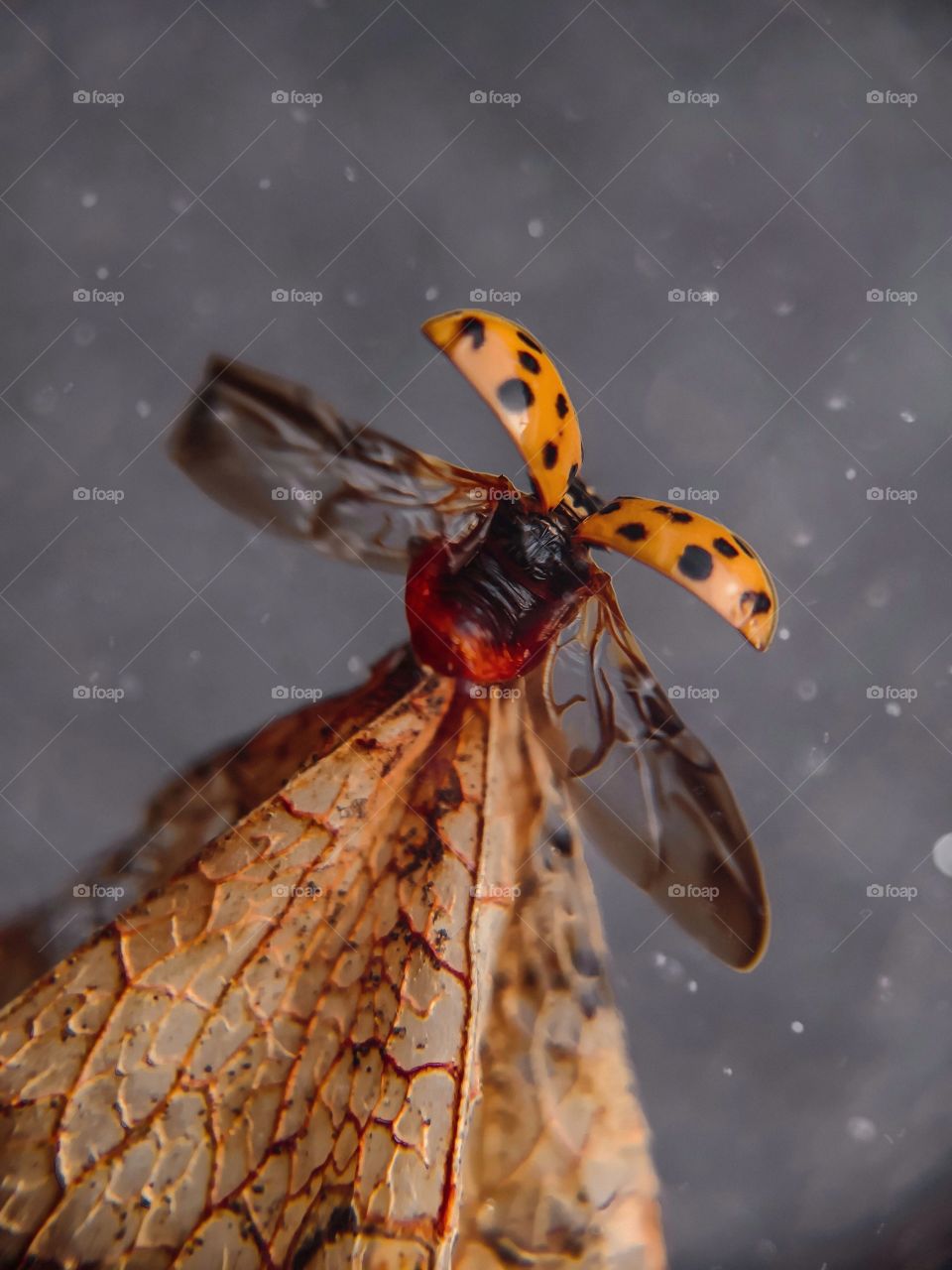 Ladybug opening wings