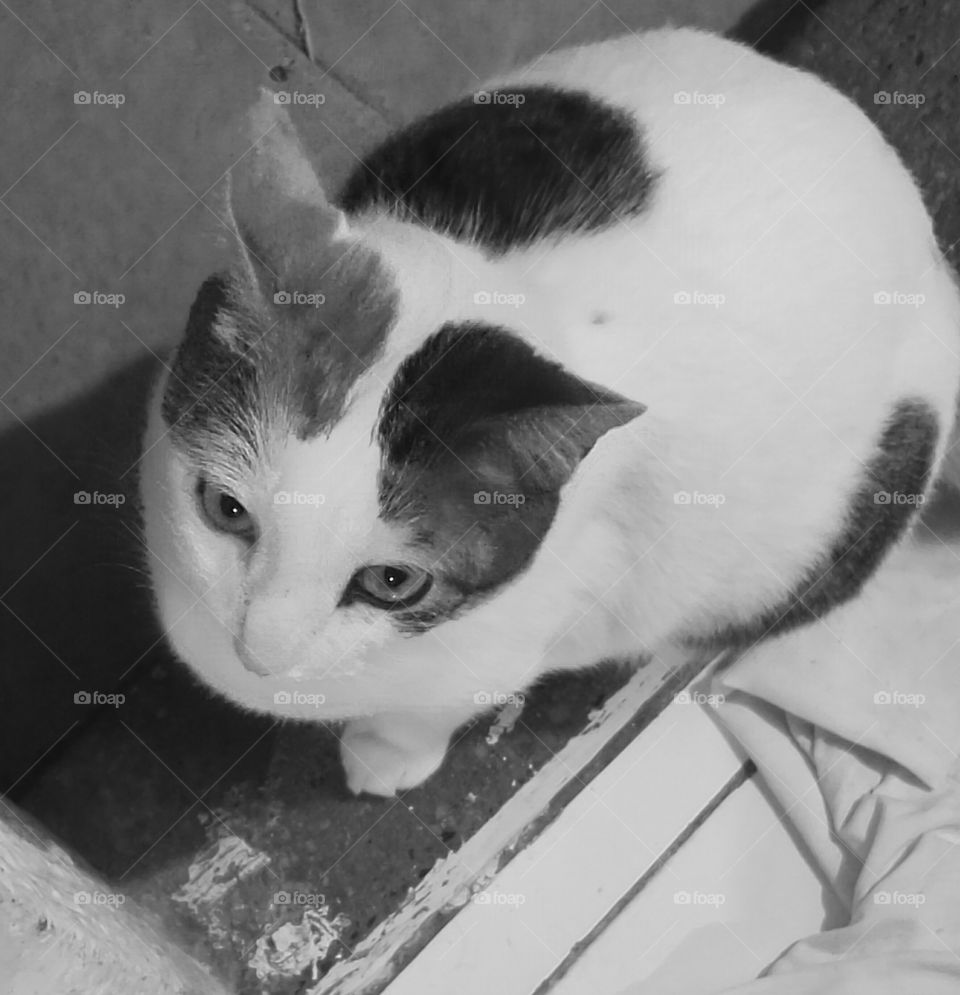 my cat in black and white