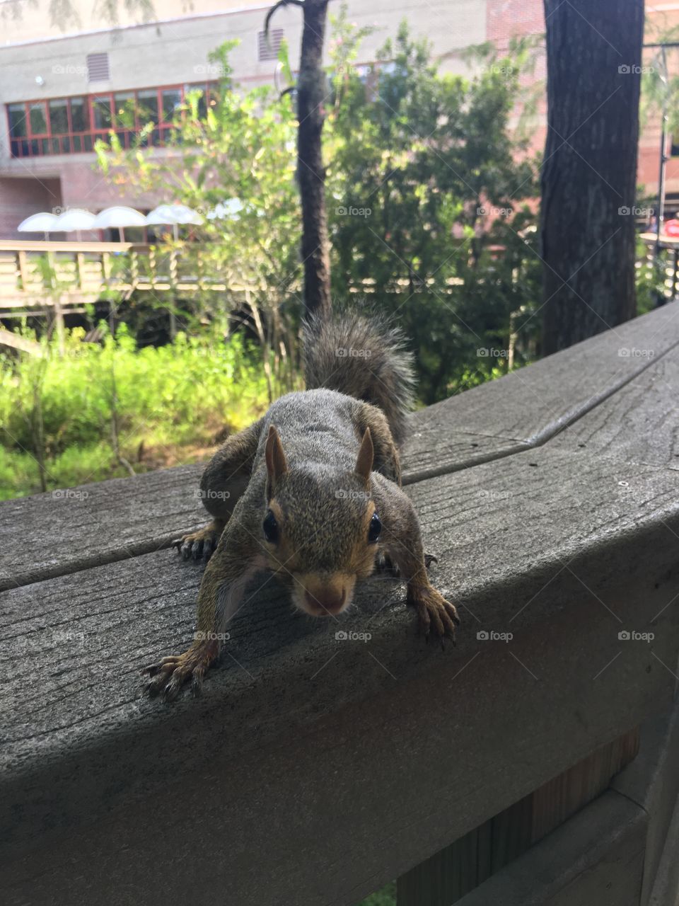 Lives on the University of Central Florida main campus. 