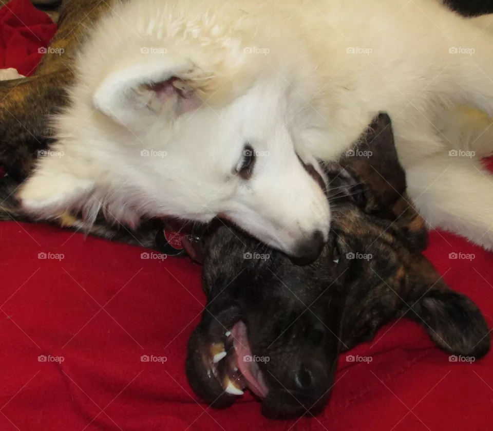 Puppy Play