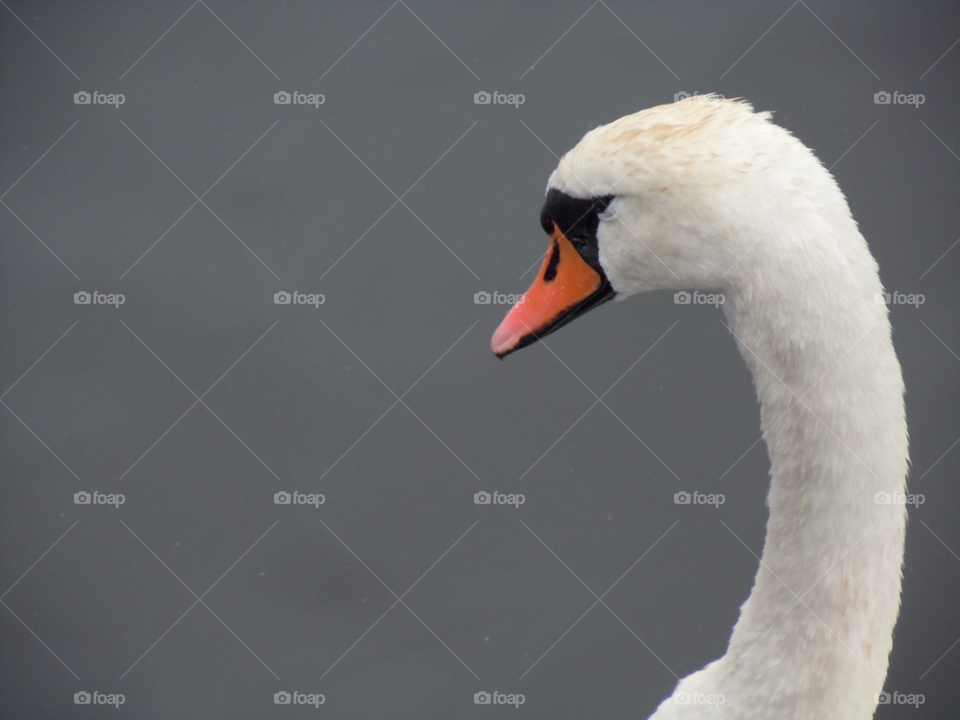 animal swan bird beak by MagnusPm