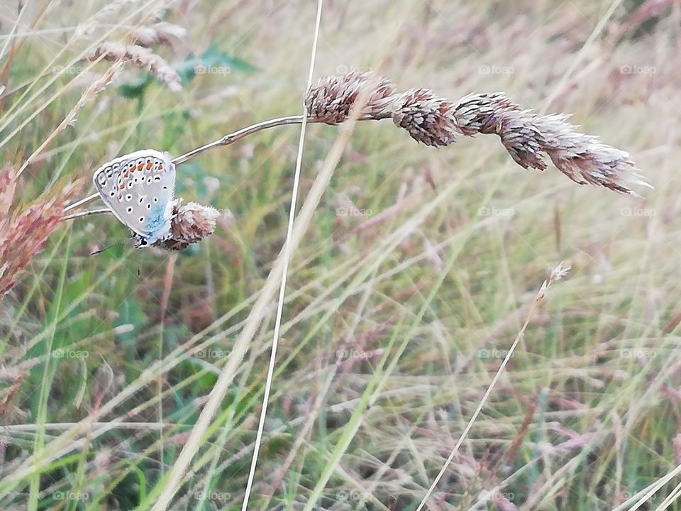 Little blue butterfly in a field