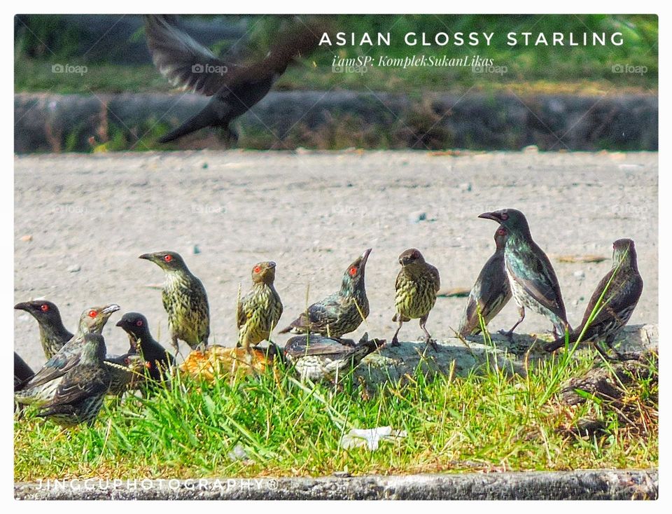 AGS(Asian Glossy Starling)..