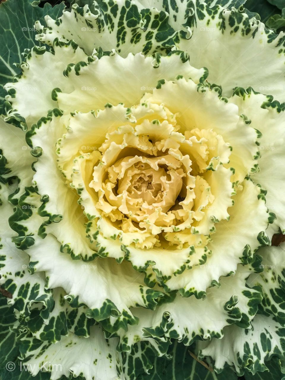 Not cabbage. Not lettuce.  It’s lettuce plant
