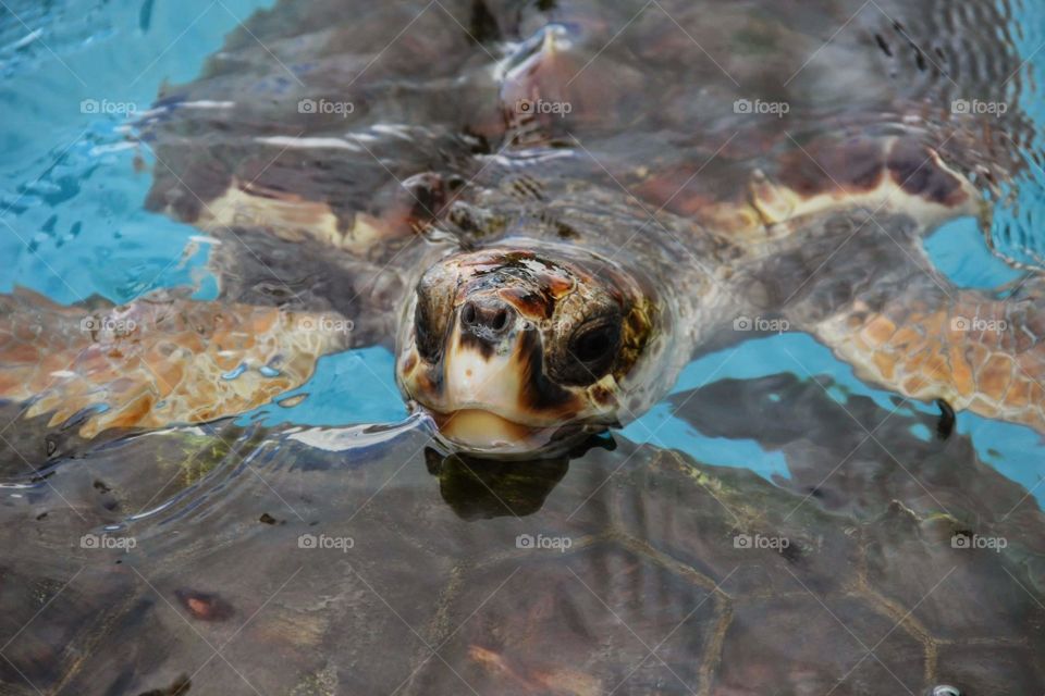 emerge. a sea turtle emerges for air