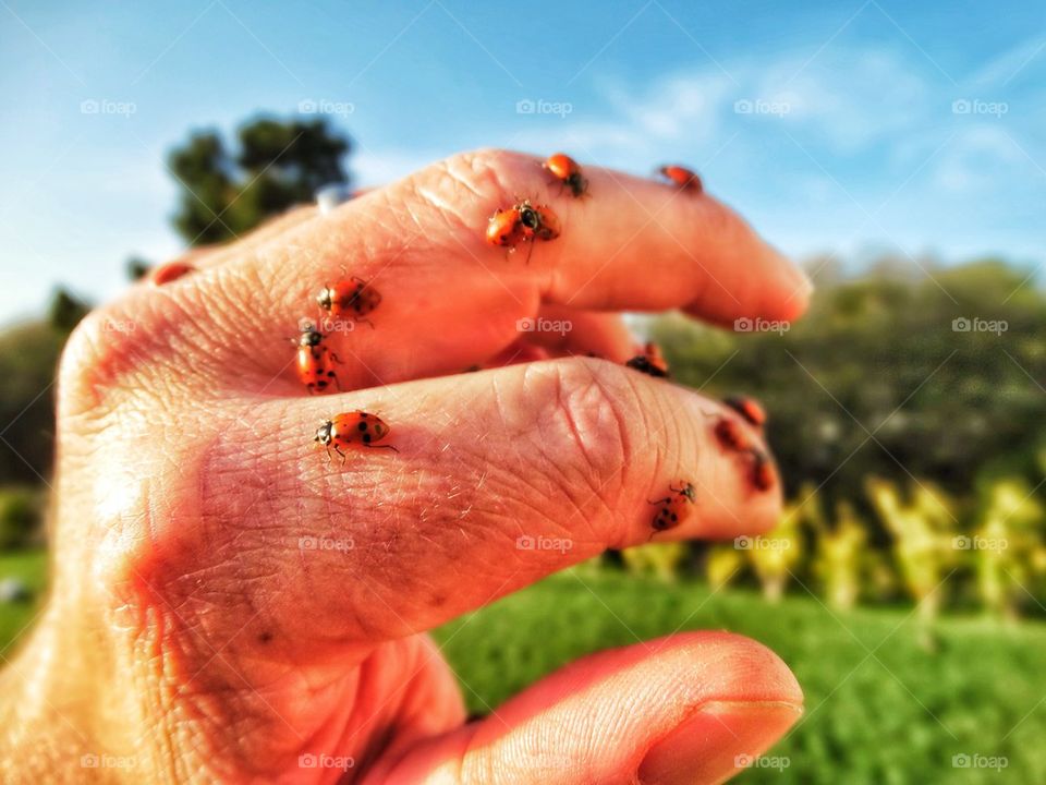 Ladybugs crawling on fingers in the garden