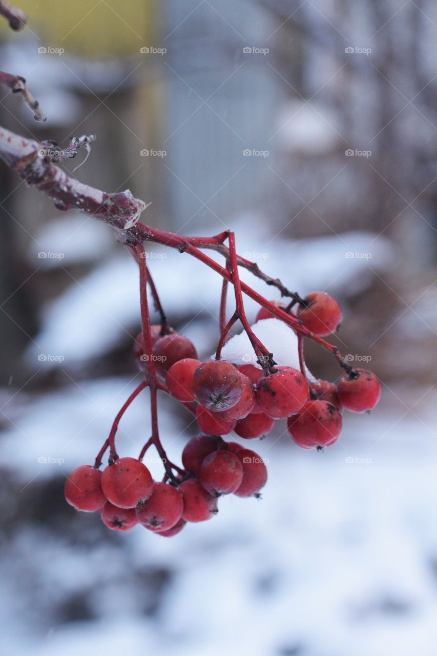 Winter berries 