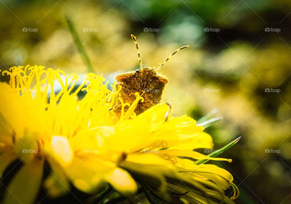 Dandelion bath