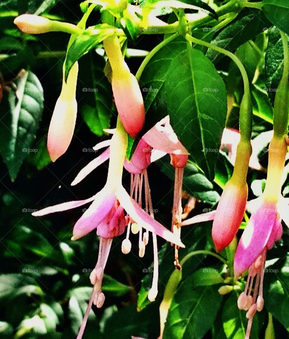 garden pink leaves close up by hannahdagogo