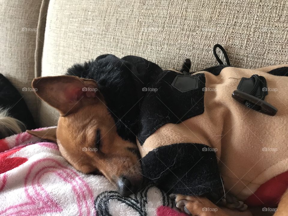 Sleeping chihuahua 
