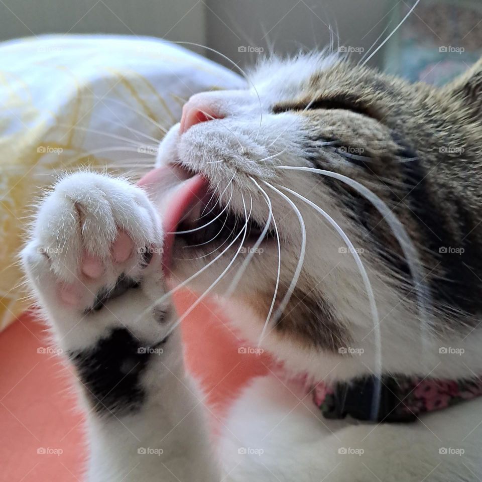 white tabby cat washing licking paw with tongue. whiskers face closeup furry pink paw pads