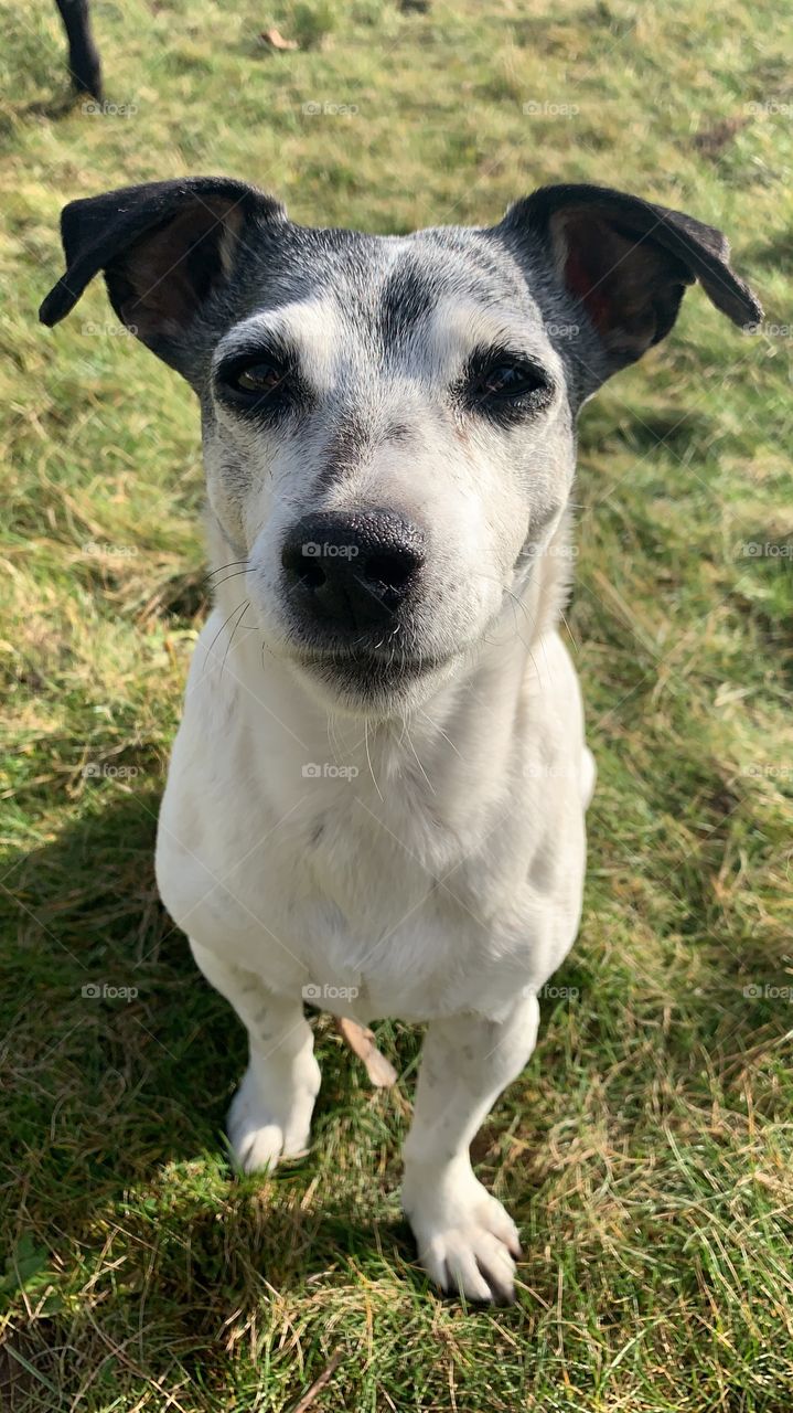 Coco the Jack Russell terrier close up