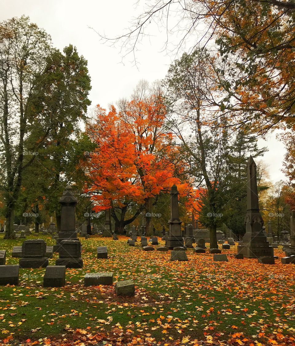 Forest lawn cemetery 2