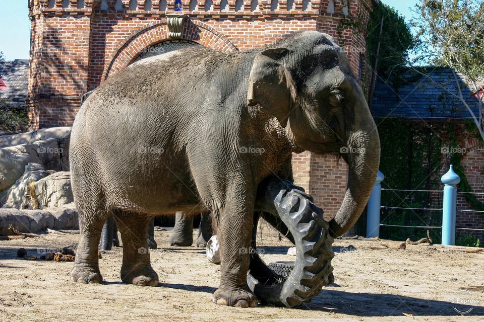 Elephant rotates truck tire for exercise 