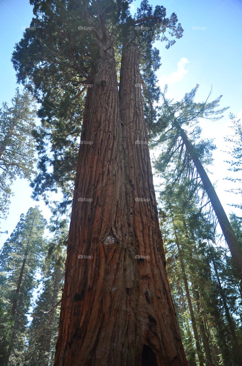 sequoia