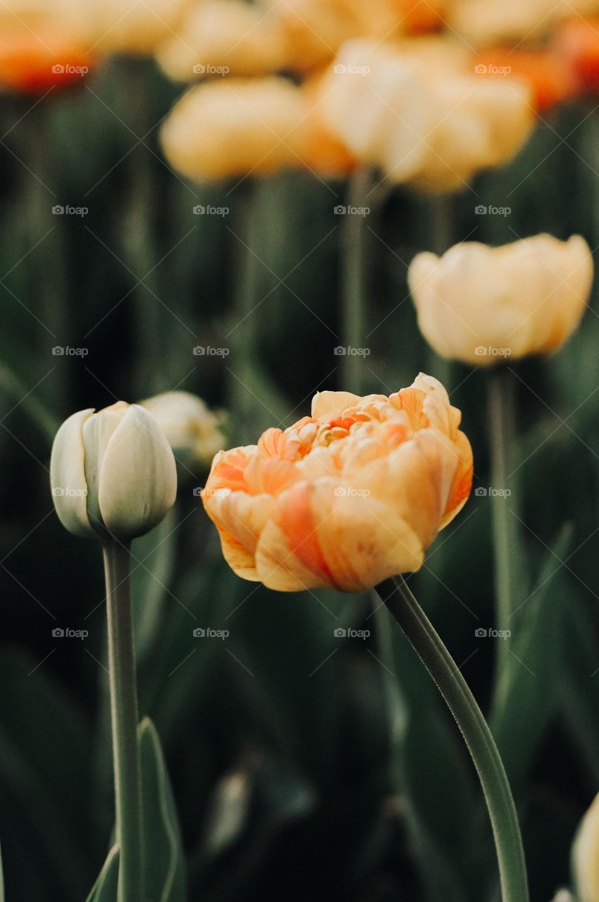 orange flowers in bloom