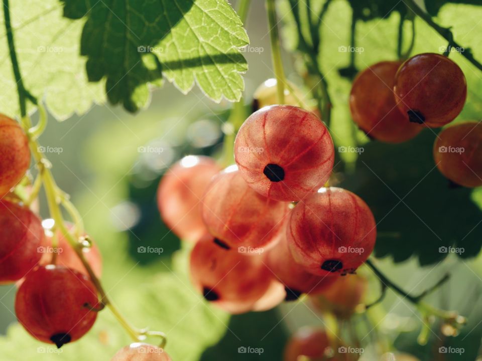 Unripe red currants