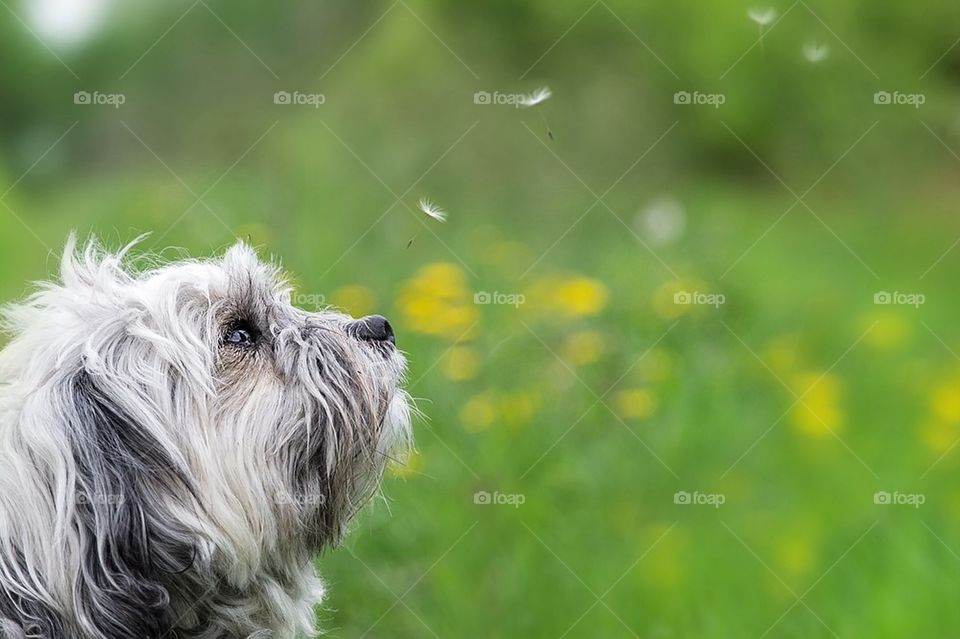 Lowchen dog watching fairy