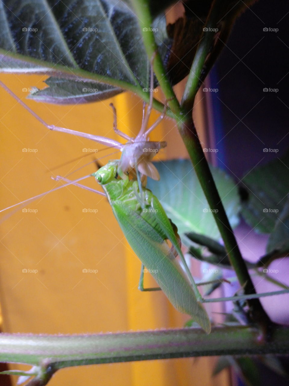 Prey mantis