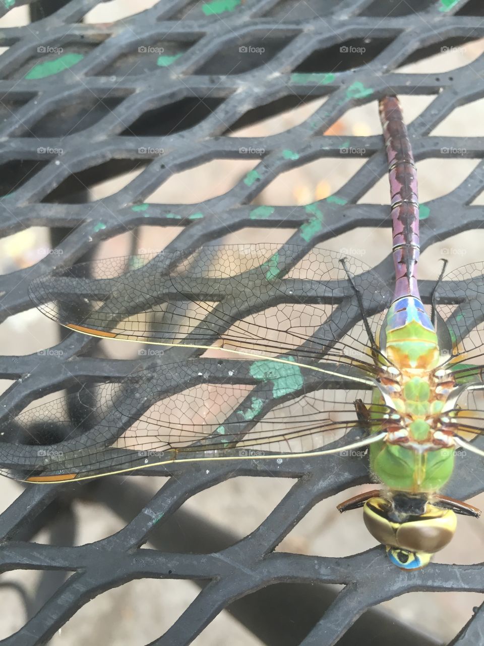 Rainbow dragonfly