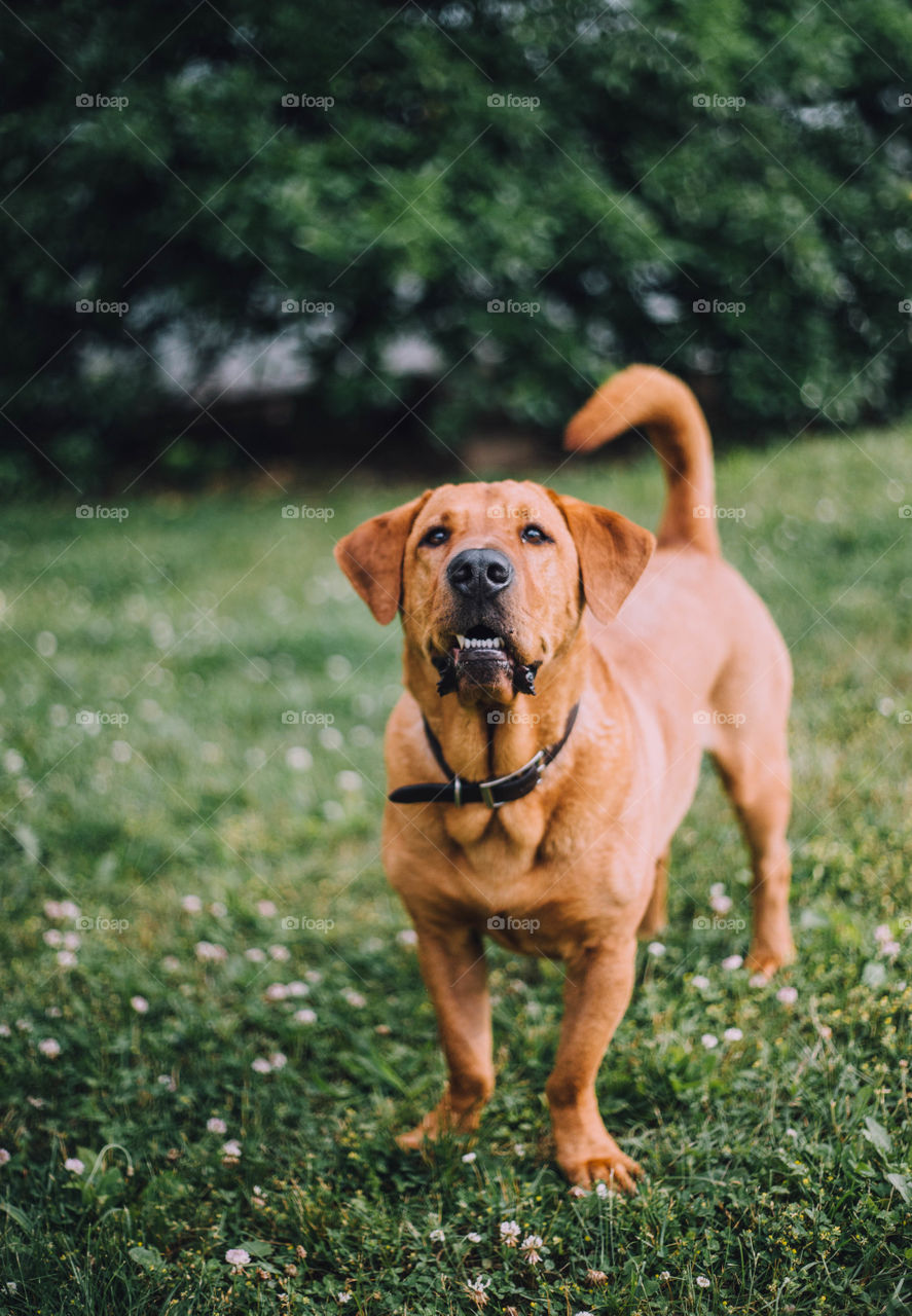 Dog portrait 