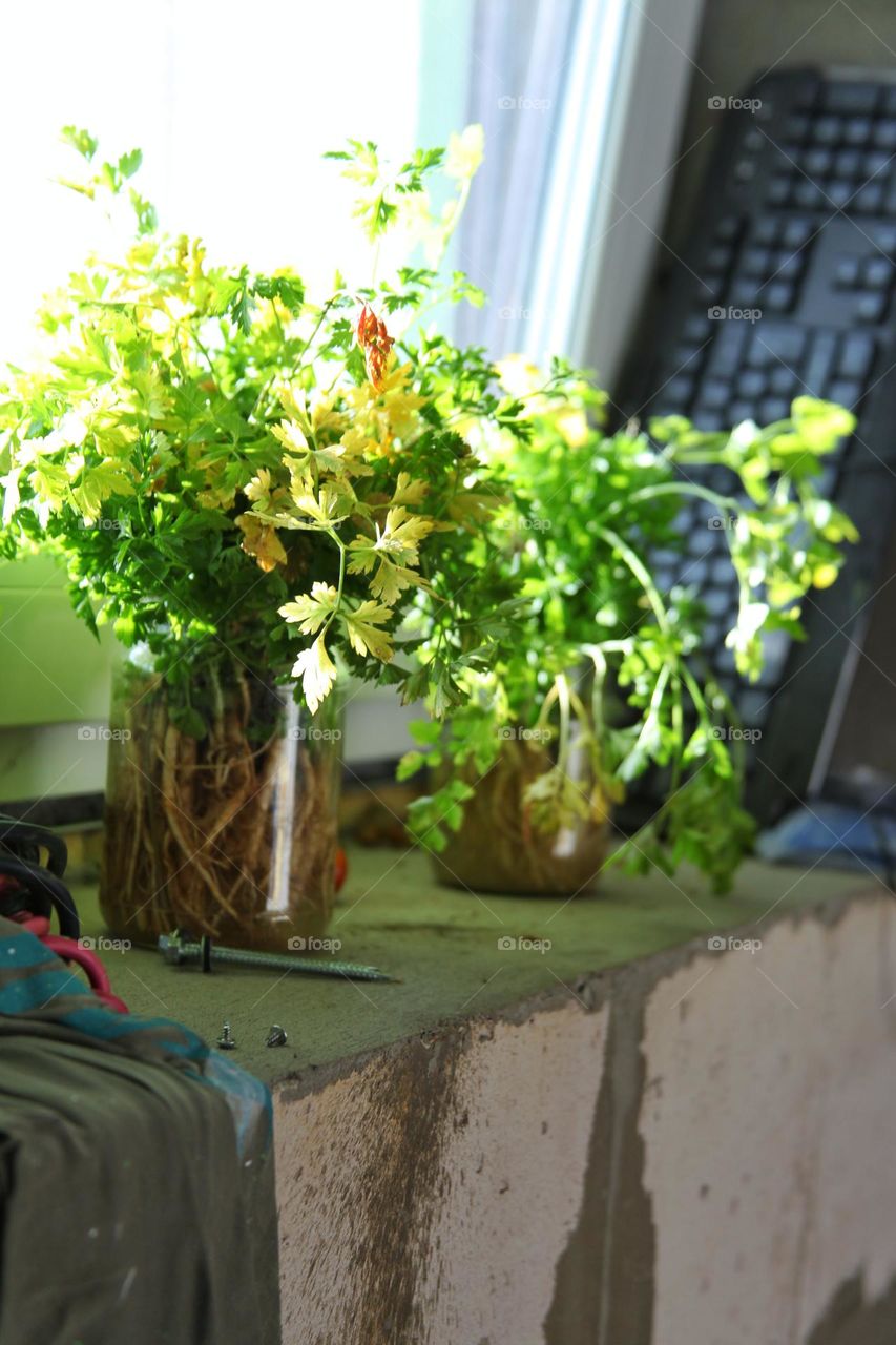 dill on the window under the sun