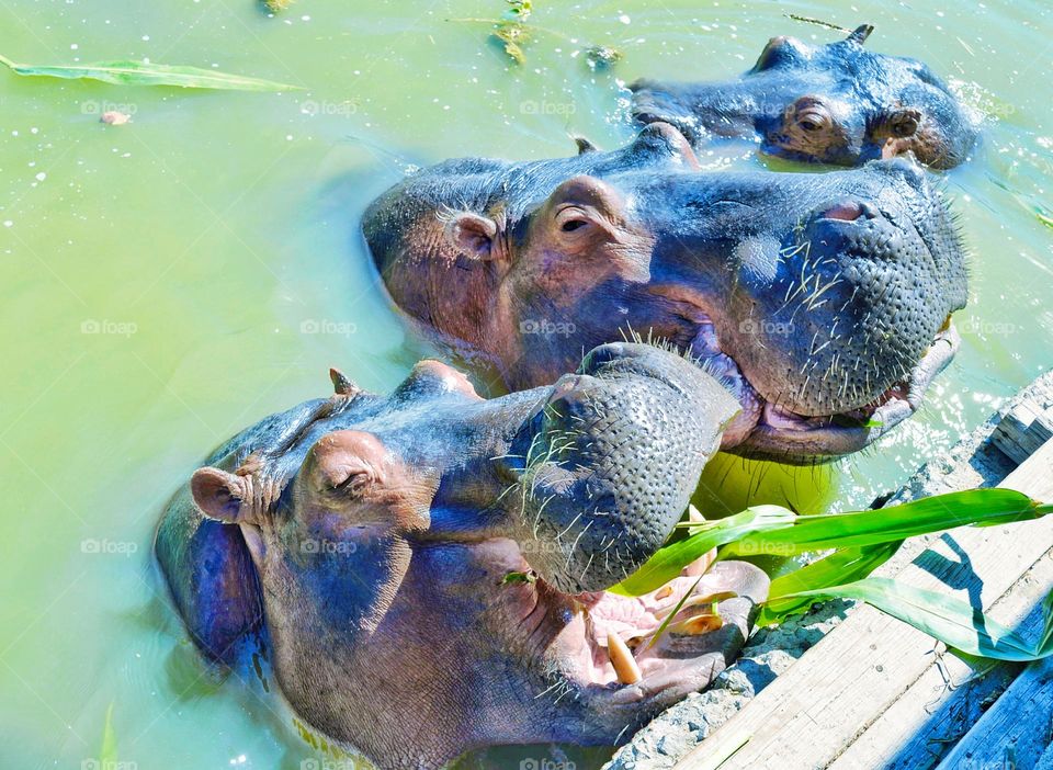 Three Hungry Hippos 