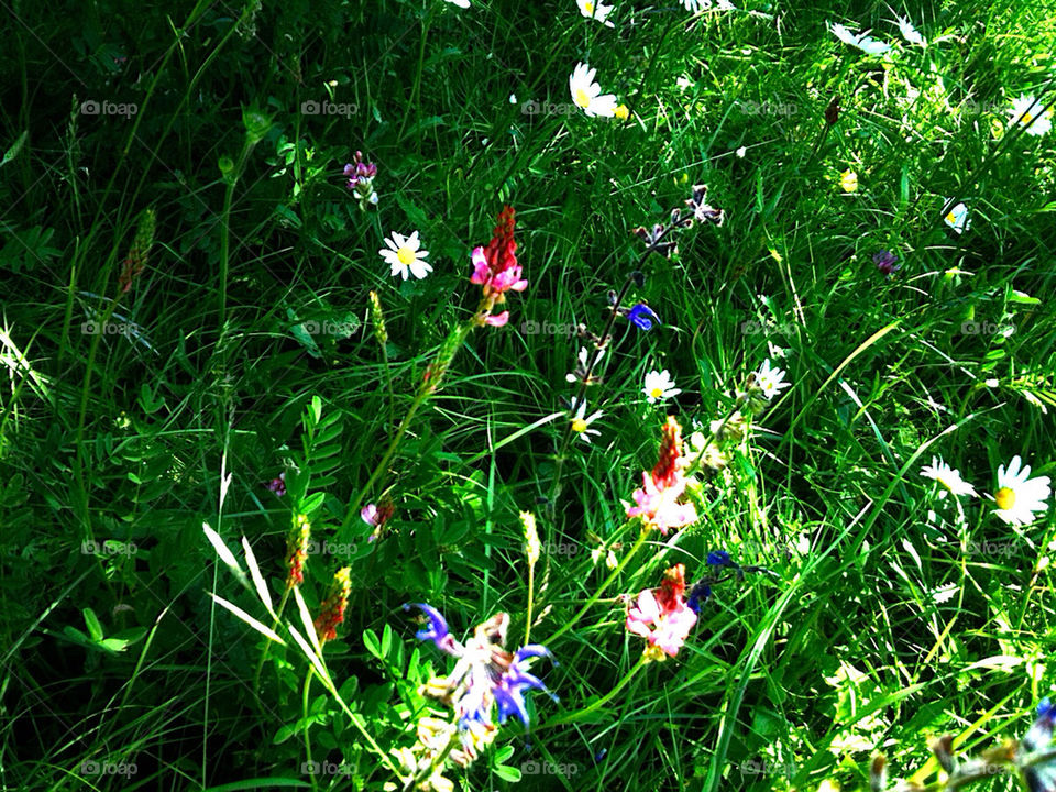 COLOURFUL FLOWERS IN A MEADOW