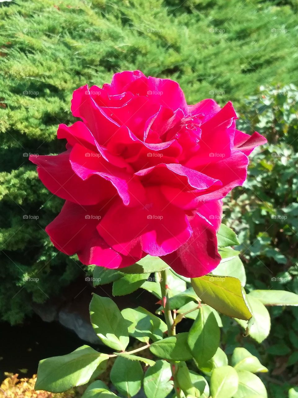 Red Blooming Rose