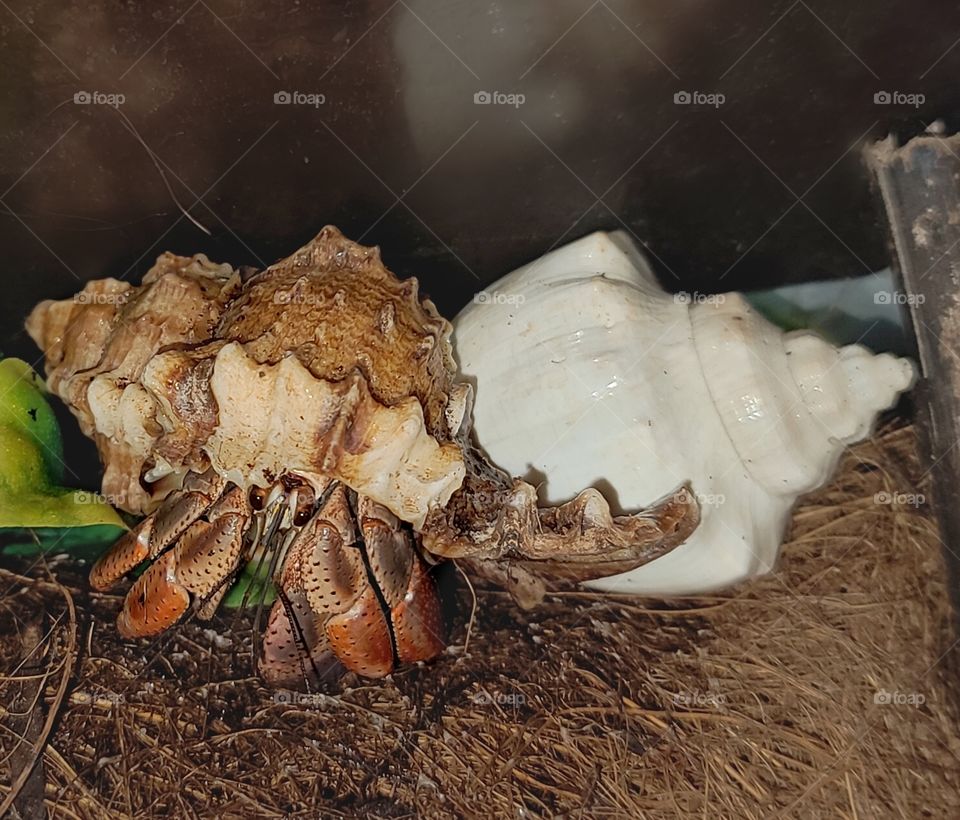 hermit crab