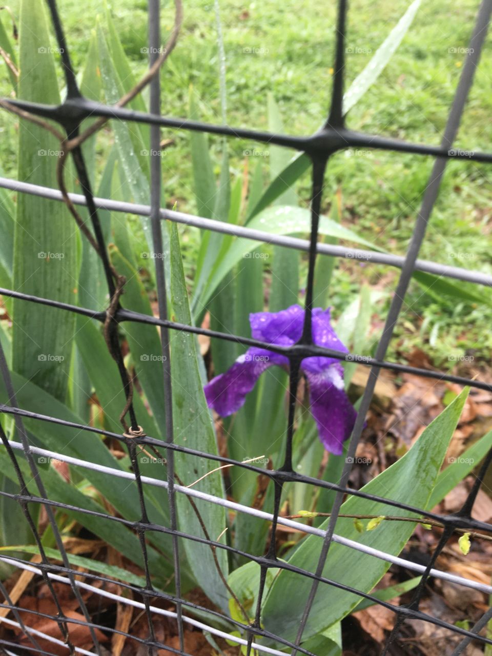 Celebrating spring as new blooms arise as the rain trickles down. Rebirth of a new season!