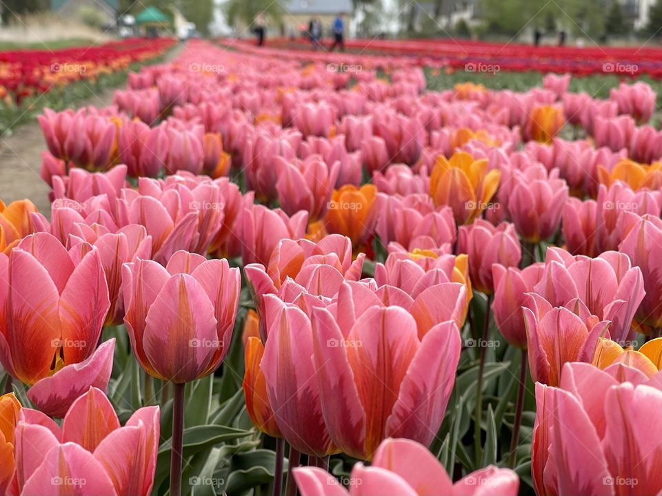 Tulips