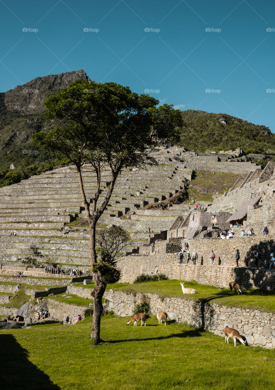 Machu Picchu 