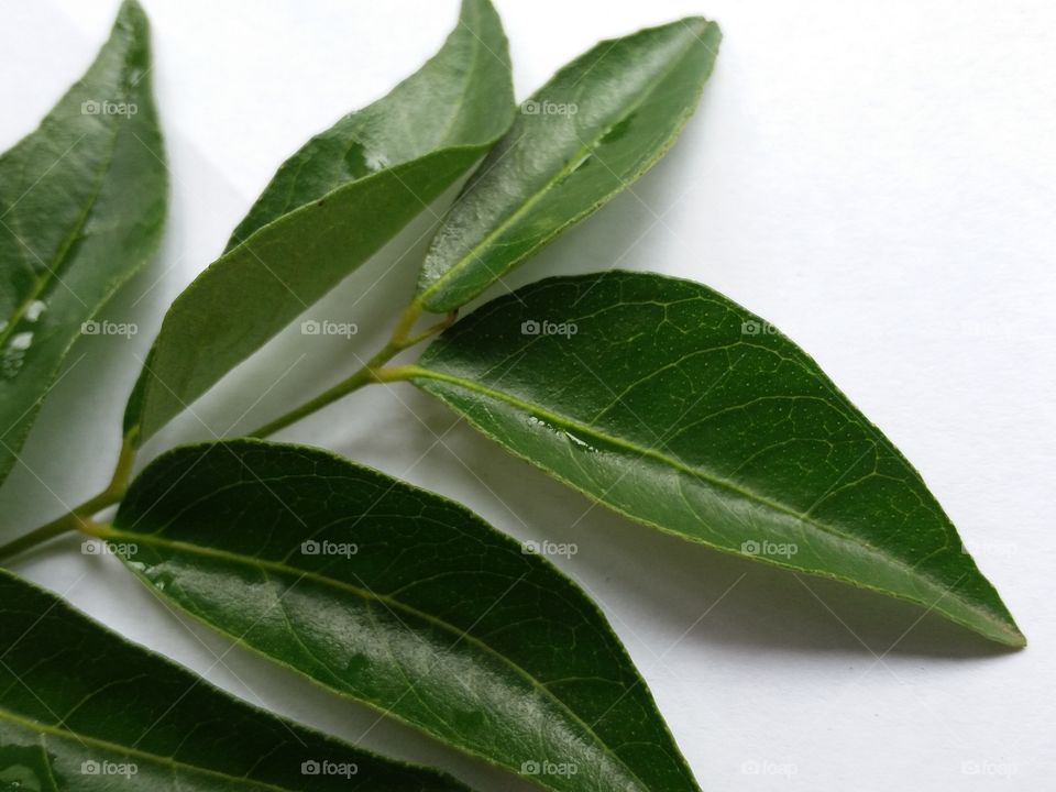 Green fresh curry leaves in white background