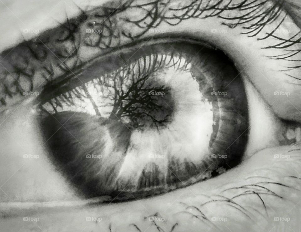 Close up of an eye with a reflection of a tree in winter in black and white
