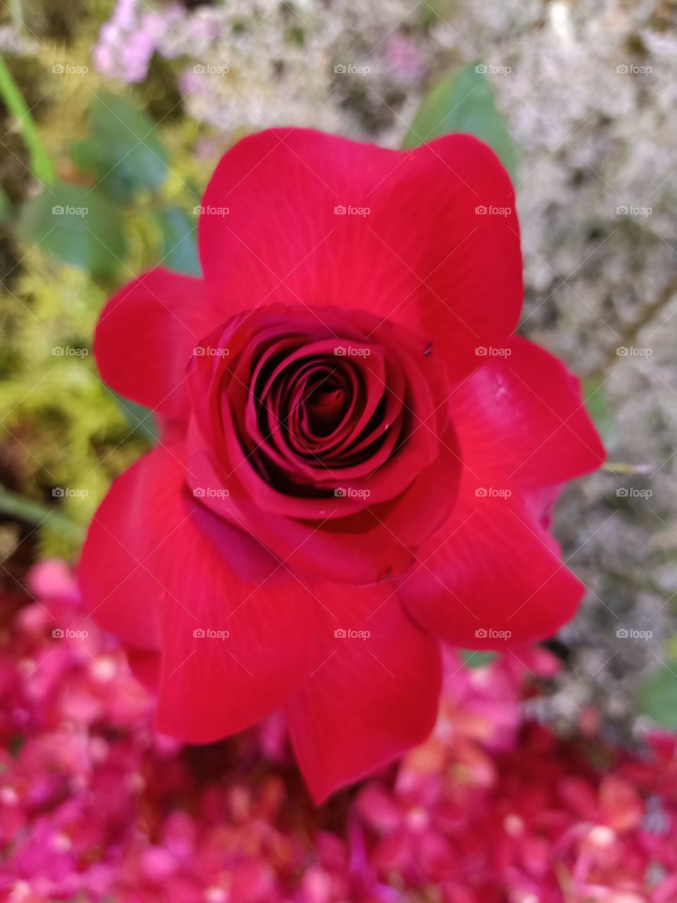 Beautiful red rose