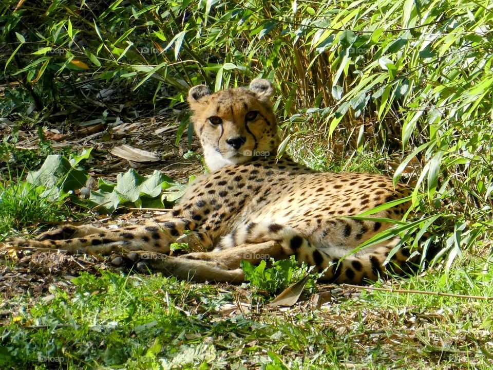 Reclining cheetah bathed in sunlight and surrounded by green foliage