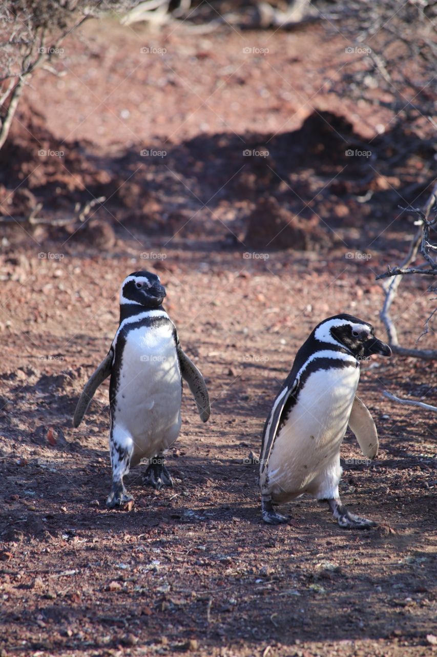 Penguin Pistoleros