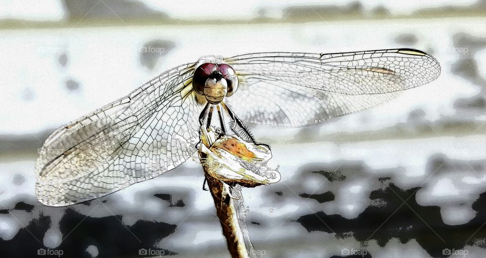 dragonfly art