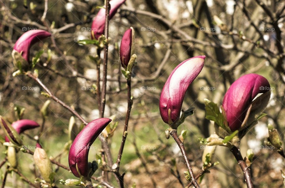 Flower, Nature, Flora, Garden, Magnolia