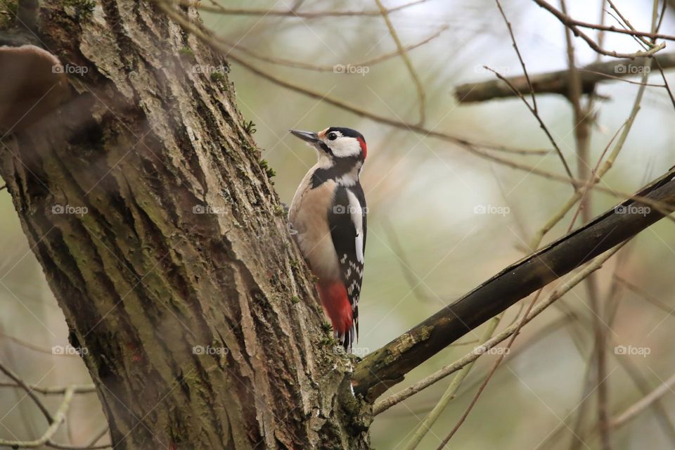 A typical German winter is depicted in this image, with sub-zero temperatures and no snow. The focus is on a woodpecker clinging to a tree. The scene conveys the cold and tranquility of the season.