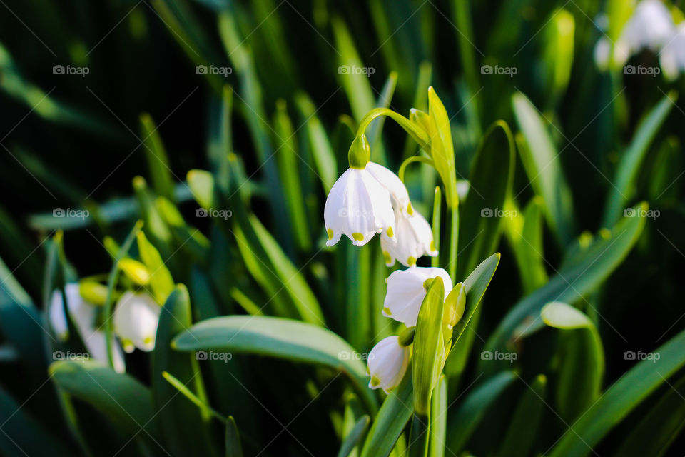 spring flower