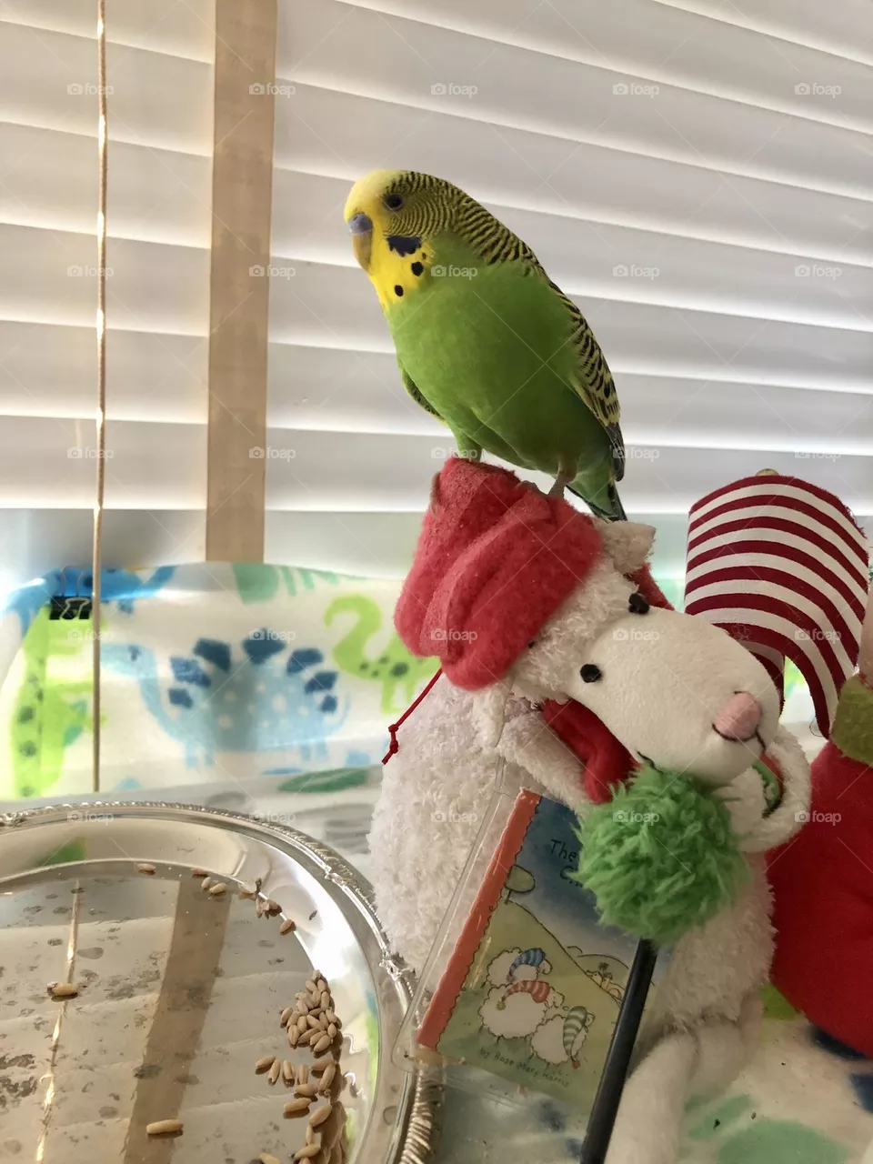 Family pet Coco sitting pretty on his toy Lamb 